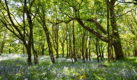 Bonny bluebell wood.