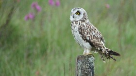 Nature Scotland tour picture